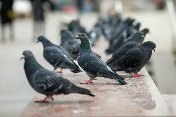 Quelles sont les alternatives naturelles aux produits chimiques pour repousser les pigeons ?